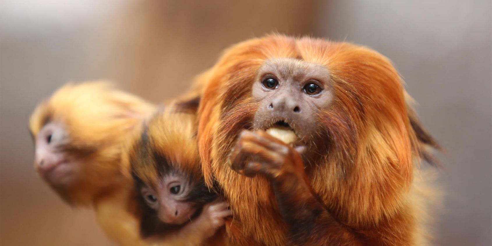 Golden lion tamarins