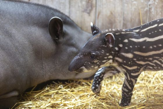 Un bébé tapir terrestre est né à Beauval et il se prénomme Kayapó !