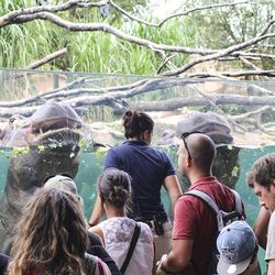Nourrissage des hippopotames - Activité familiale Beauval en Coulisses - ZooParc de Beauval