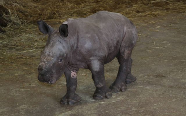 Bébé rhinocéros blanc Kanty - L'histoire du ZooParc