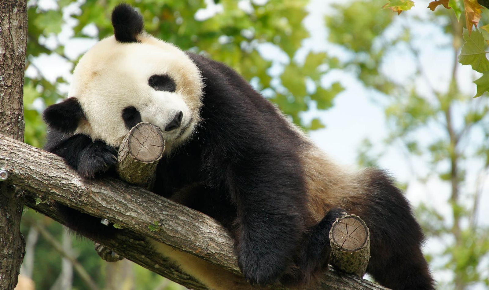 Panda Geant Zooparc De Beauval