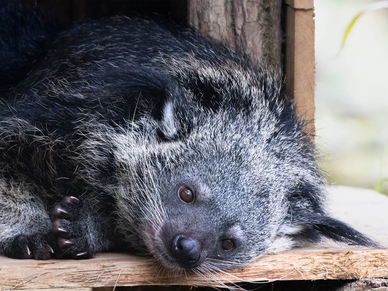 Binturong - Animaux extraordinaires du ZooParc