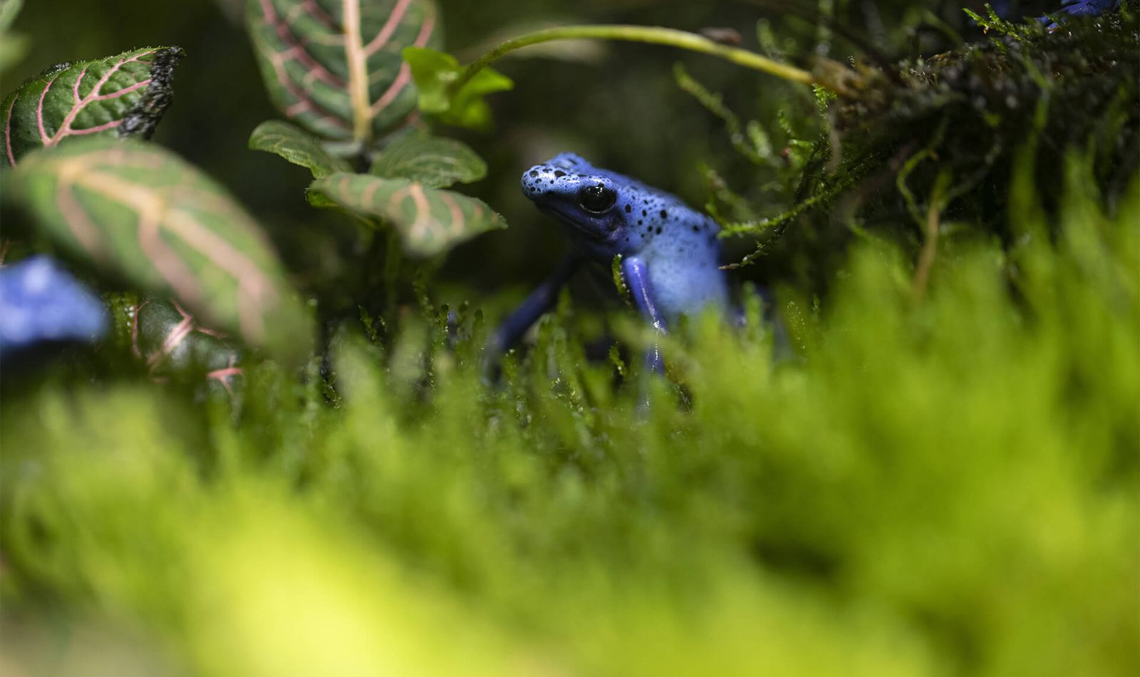 Dyeing poison frog