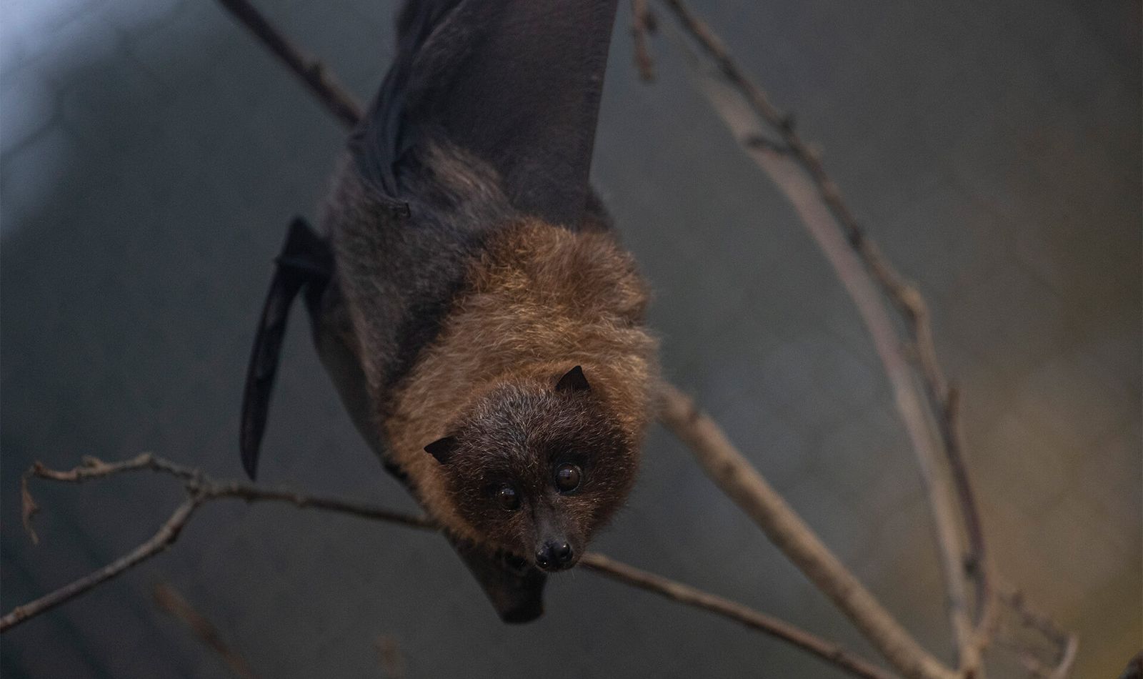 Chauve Souris De Rodrigues Zooparc De Beauval