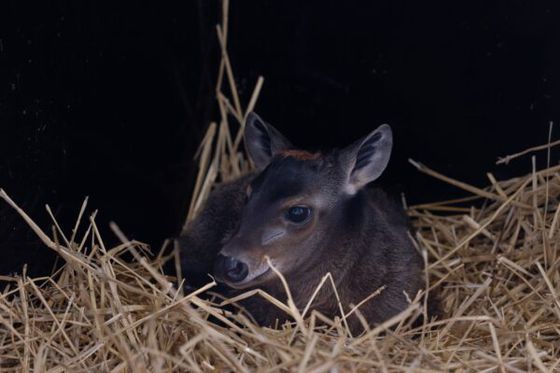 Un troisième bébé céphalophe à dos jaune est né à Beauval !