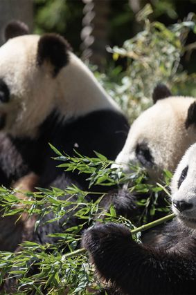 Sur les traces du panda géant - Activité familiale - ZooParc de Beauval