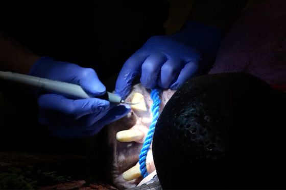 Intervention vétérinaire exceptionnelle pour Robert, l’hippopotame pygmée