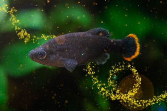 Première mondiale à Beauval : une téquila issue de l’eau de nos poissons du Dôme Équatorial !