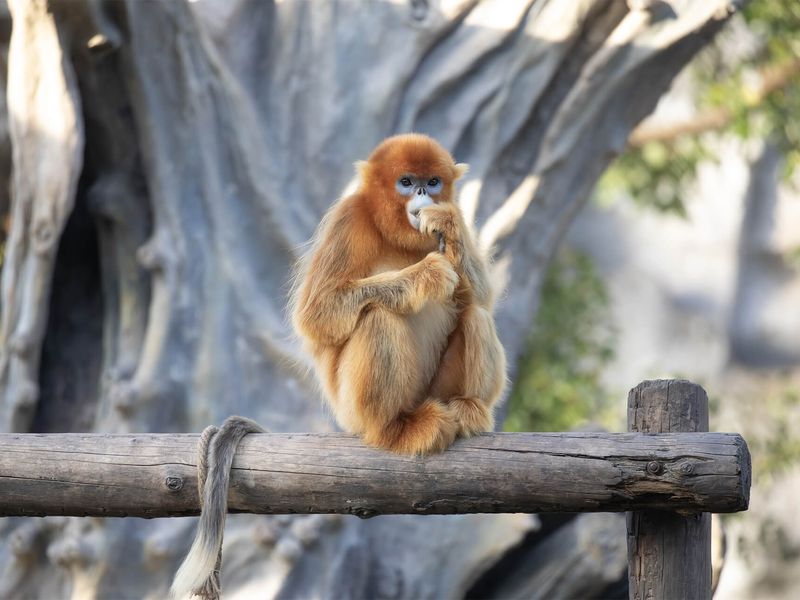 Singe doré - Animaux extraordinaires du ZooParc