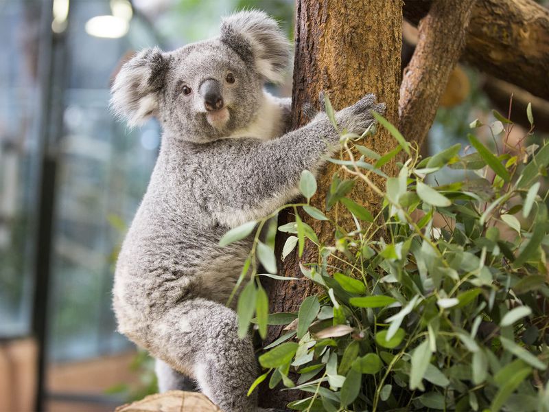 Koala du Queensland - Les animaux de La Serre des Koalas - ZooParc de Beauval