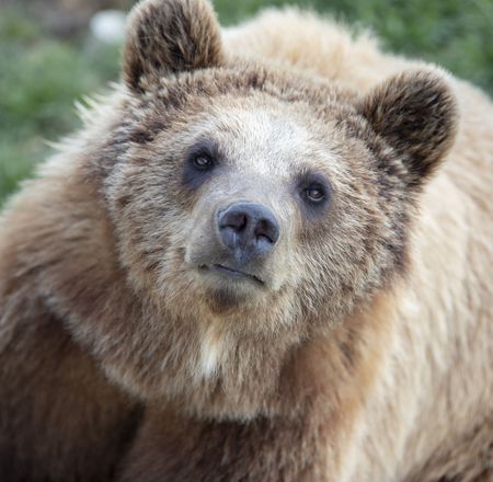 Nouveau parrainage ours bruns - Association Beauval Nature - ZooParc de Beauval