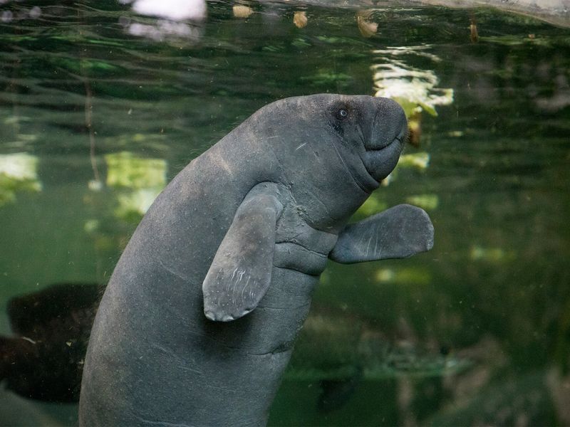 Manatee