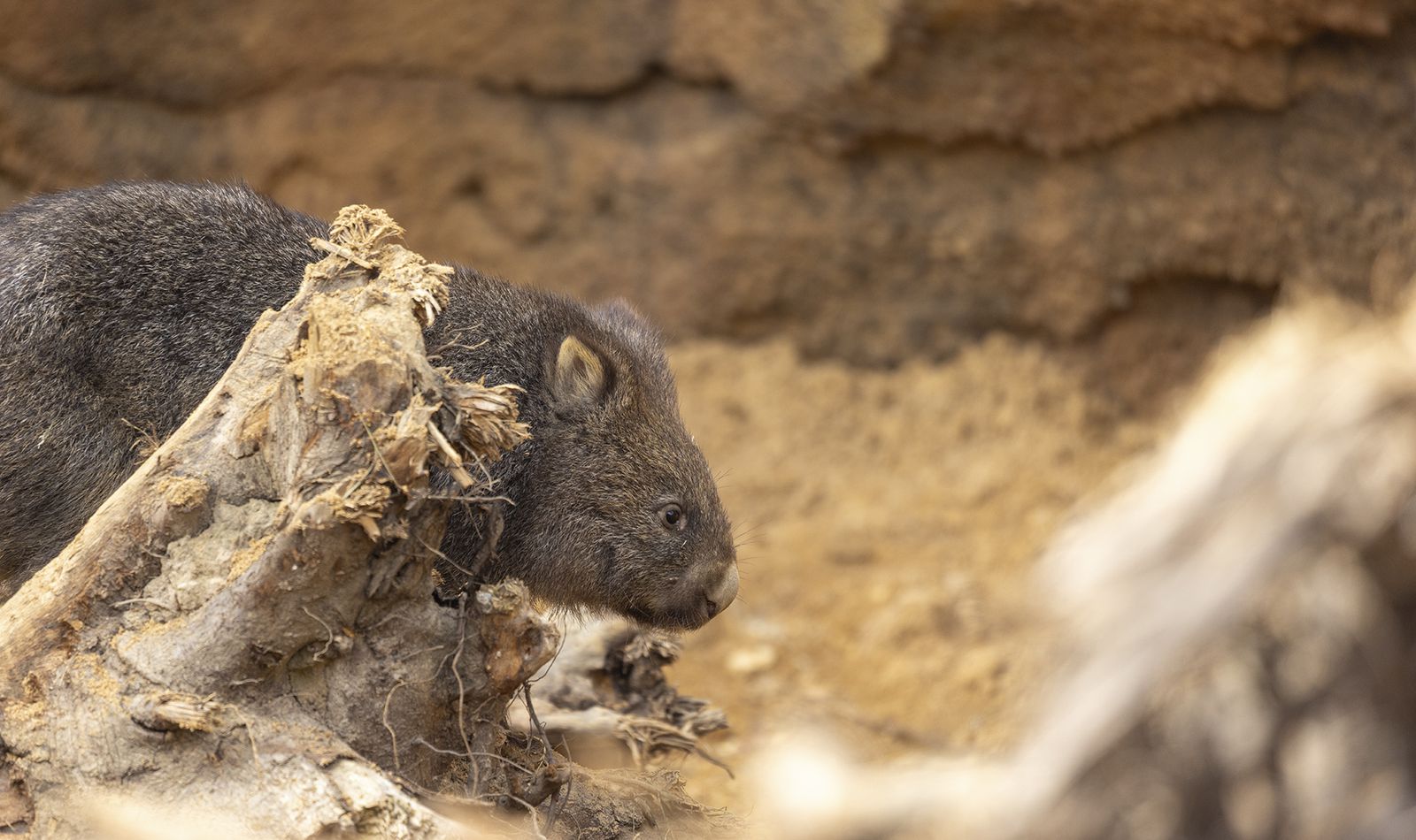 Wombat - Animaux extraordinaires du ZooParc