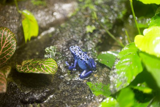 Blue poison dart frog