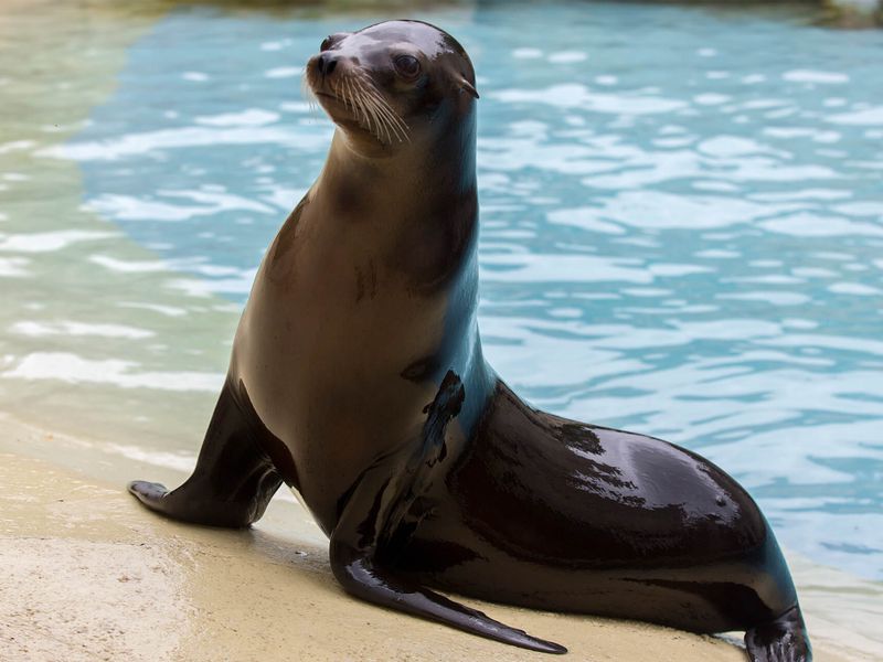 Otarie Zooparc De Beauval