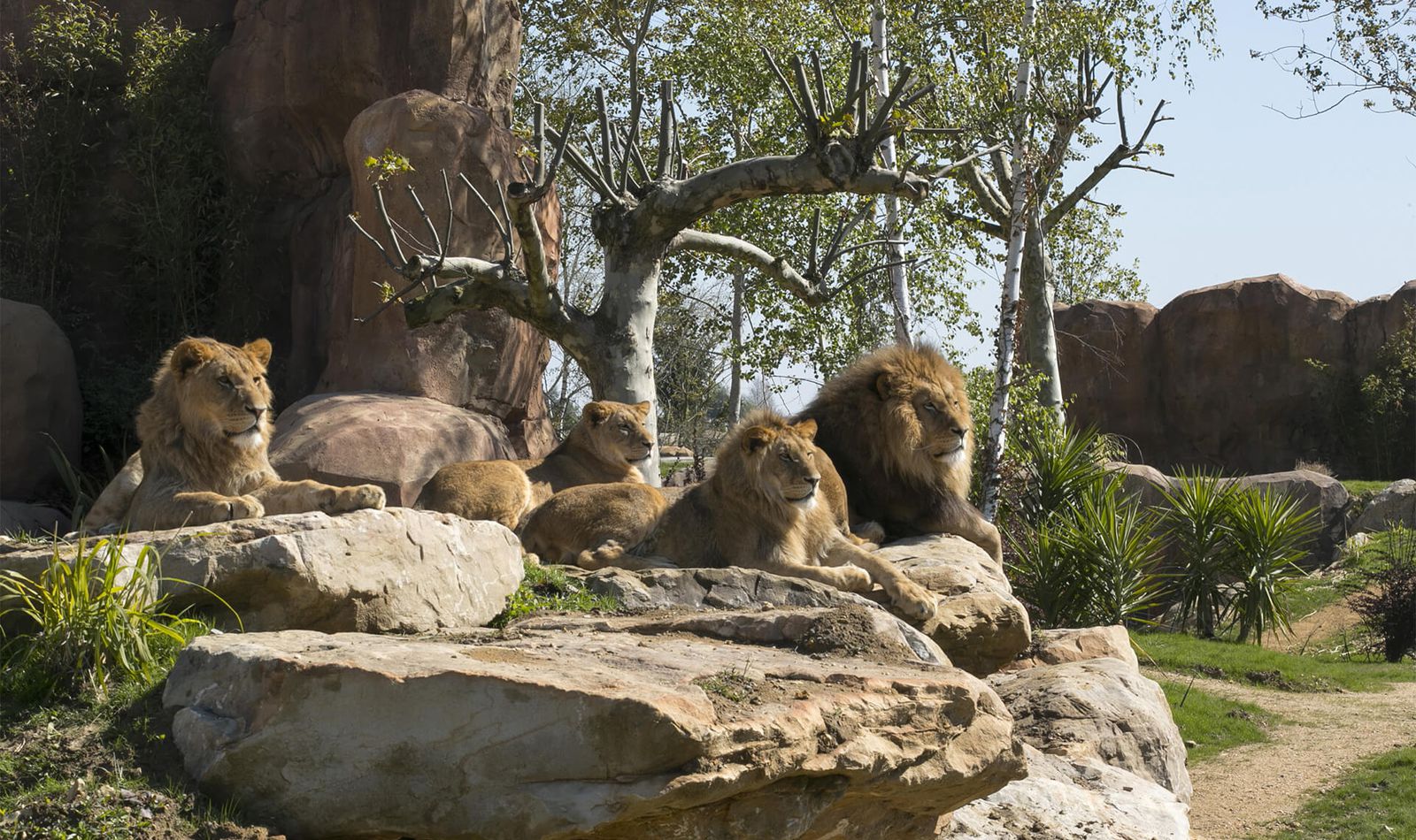 Lions d'Afrique - Animaux extraordinaires du ZooParc de Beauval