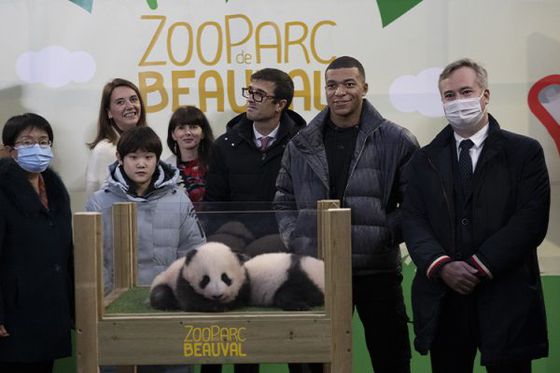 Ta-daaa: the giant panda cubs are called…