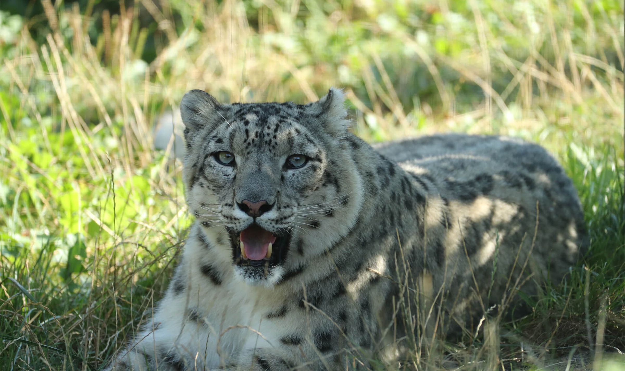 Panthère des neiges ZooParc de Beauval