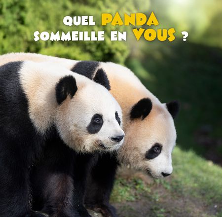 Jeu personnalité pandas géants - Test de personnalité - ZooParc de Beauval