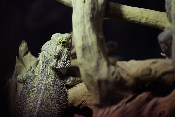 Pogona - Les animaux du Vivarium et Aquarium - ZooParc de Beauval