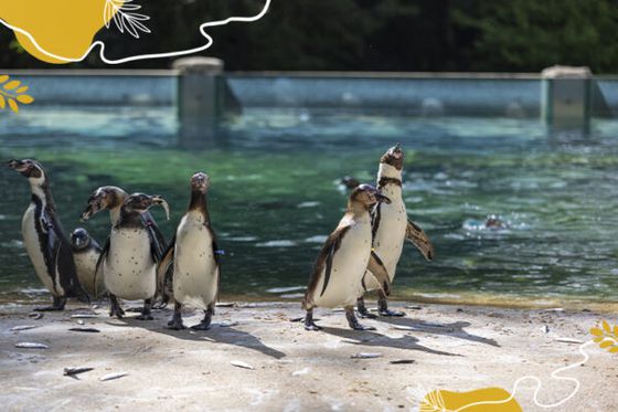 Journée mondiale des manchots : des oiseaux marins fascinants à protéger