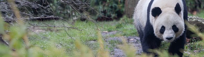 Billet ZooParc Séjour 2 jours+