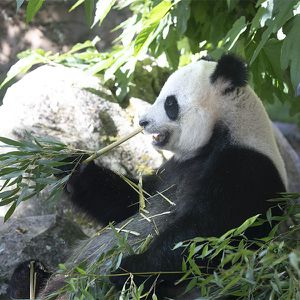 Animations Tour du Monde Maison Beauval Nature - Jeux gratuits - ZooParc de Beauval
