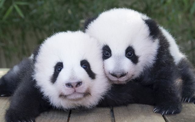 Naissance jumelles panda - ZooParc de Beauval