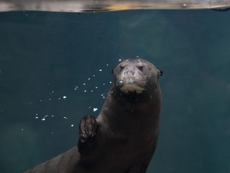 Loutre géante - Les animaux du Dôme Équatorial - ZooParc de Beauval