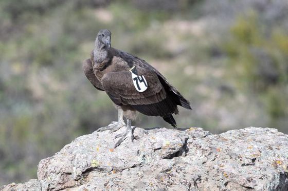 Relâché exceptionnel de condors : Pachamama s’est envolée !