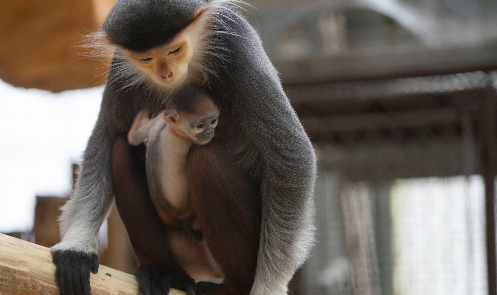 Sponsor our red-shanked douc langur - Animals of ZooParc de Beauval