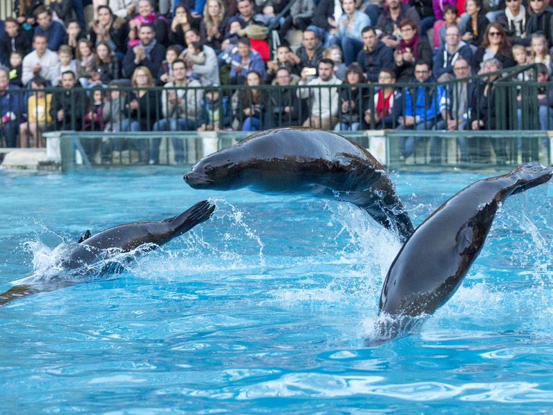 Plongée d'otaries - Spectacle - L'Odyssée des Lions de Mer