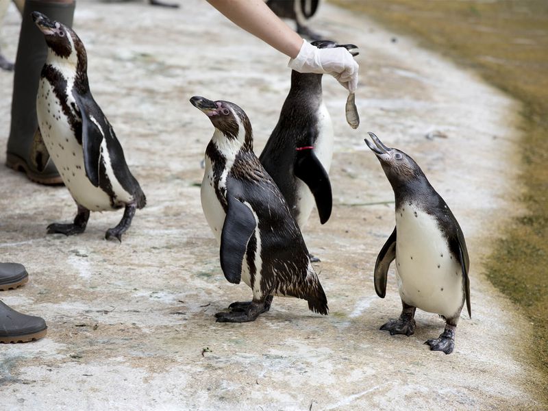Feeding the Humboldt penguins - Activity Keeper for a Day - ZooParc de Beauval