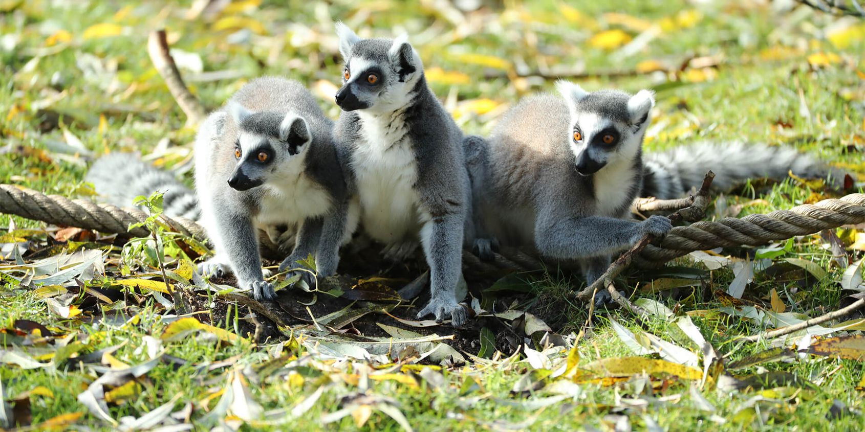 Ring-tailed lemurs