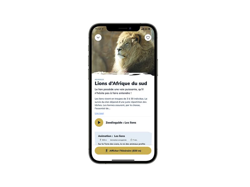 Fiche espèce lion d'Afrique - Application mobile du ZooParc de Beauval Fiche espèce lion d'Afrique - Application mobile du ZooParc de Beauval