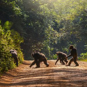 Animations Afrique Maison Beauval Nature - Corridors biodiversité - ZooParc de Beauval