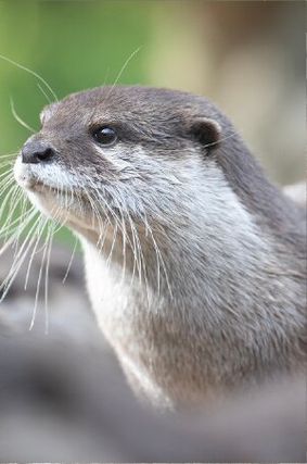 Acheter un billet coupe file - Pass Zen - Billetterie