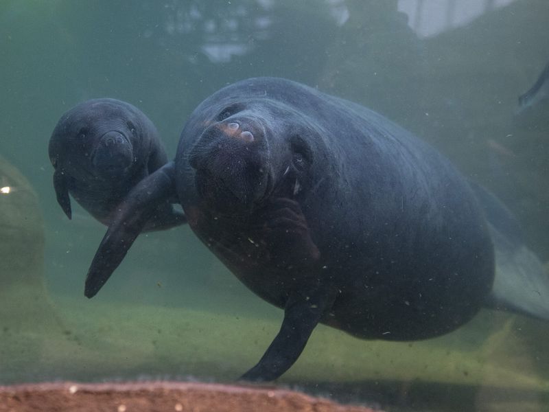 Lamantin des Caraïbes - Animaux extraordinaires du ZooParc