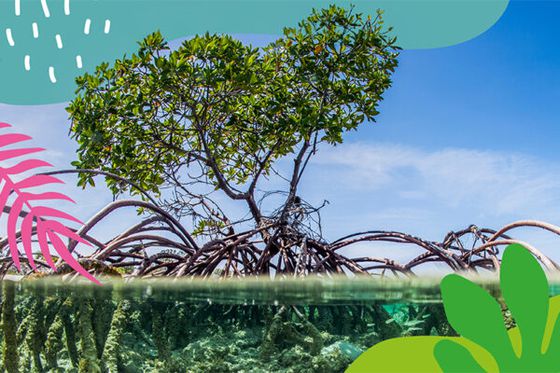 Haïdar, l’homme qui plante des arbres