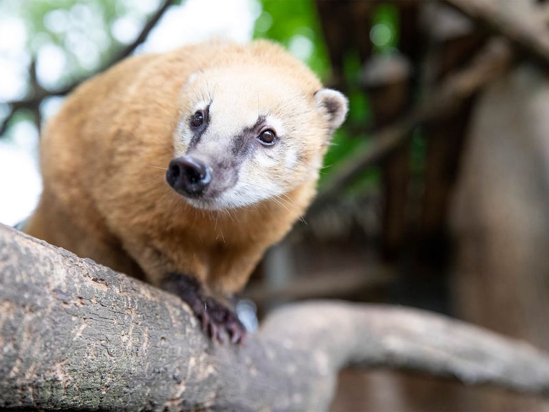 Coati roux - Animaux extraordinaires du ZooParc