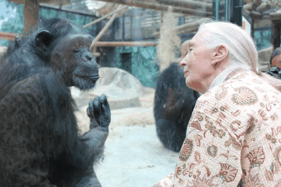 Hommage à Jane Goodall, une vie consacrée à la voix des chimpanzés