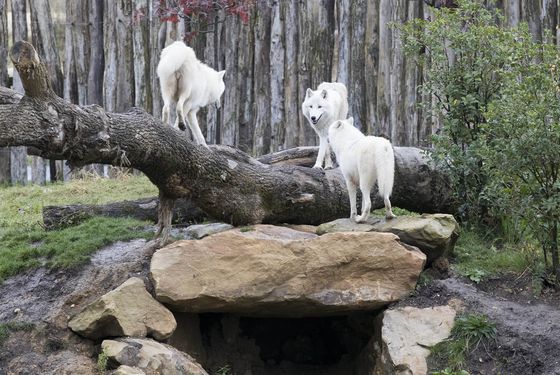 Loups arctiques et leur environnement - Les animaux du Territoire Nord-Américain - ZooParc de Beauval