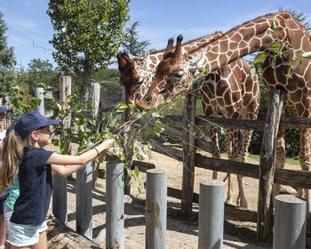 2020 Zoo De Beauval : Au Coeur De La Machine