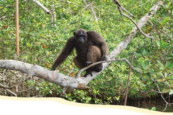 Help Congo au zoo, plongez au cœur du programme de conservation de Beauval Nature !