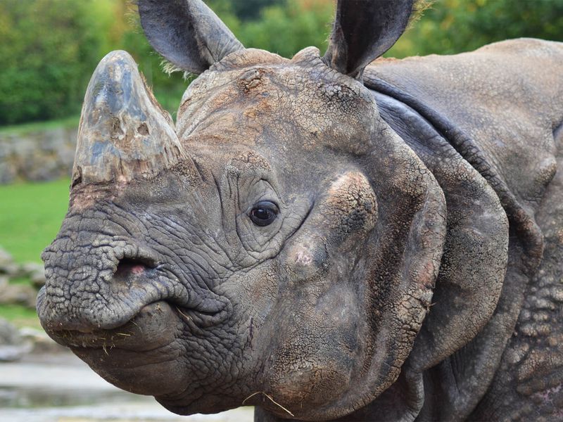 Portrait rhinocéros indien - Les animaux de La Plaine Asiatique - ZooParc de Beauval