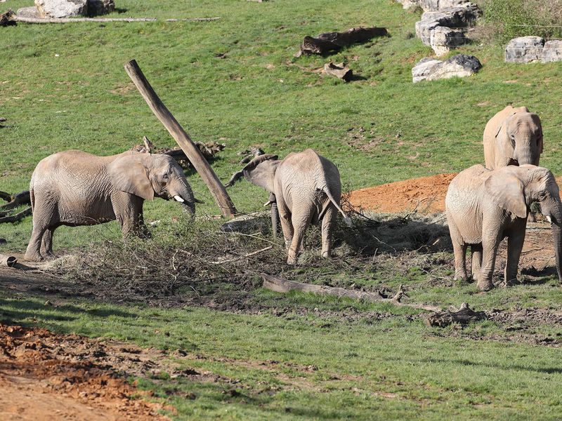 Éléphants d'Afrique - Animaux extraordinaires du ZooParc