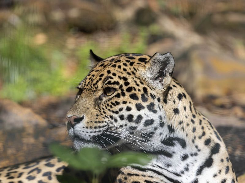 Jaguar - Animaux extraordinaires du ZooParc Jaguar - Animaux extraordinaires du ZooParc