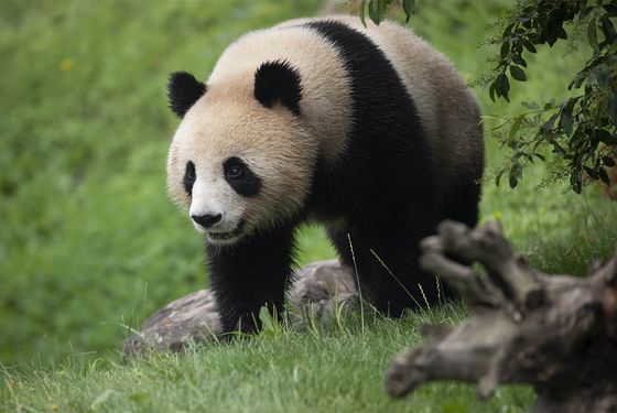 Panda géant Panda géant - Week-end en famille au ZooParc de Beauval