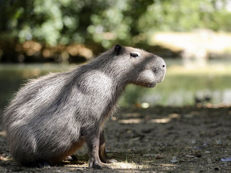 Capybara - Animaux extraordinaires du ZooParc