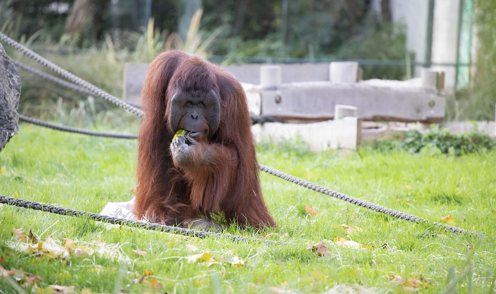  Orang  outan  de Born o ZooParc de Beauval